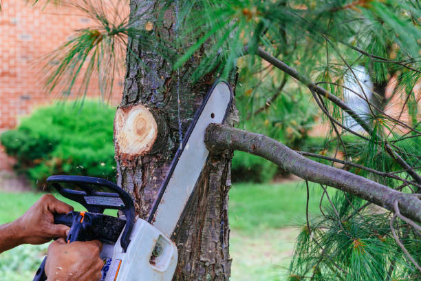 Best Hazardous Tree Removal  in Riverdale, UT